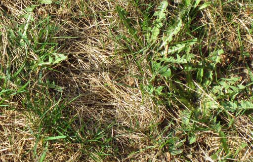 Dandelion on the lawn amongst dead grass Dandelions, dandelion, dandelion greens, steamed dandelions, sauteed dandelion, how to pick dandelion, how to cook dandelions