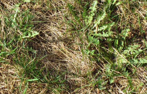 Dandelions, dandelion, dandelion greens, steamed dandelions, sauteed dandelion, how to pick dandelion, how to cook dandelions