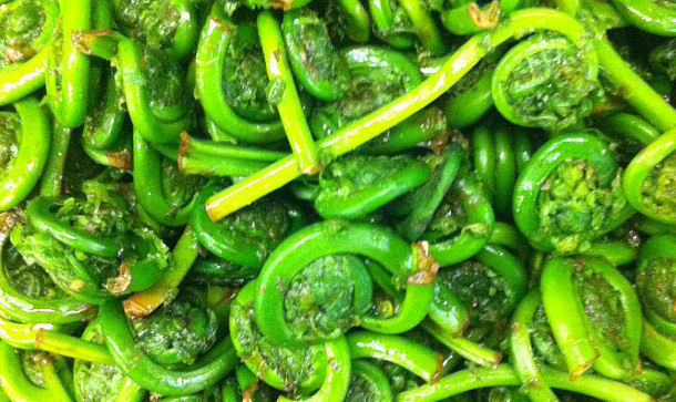 Close-up of Fiddleheads just harvested and cleaned, ready to use on fiddlehead recipes from the Wilderness Wife Blog