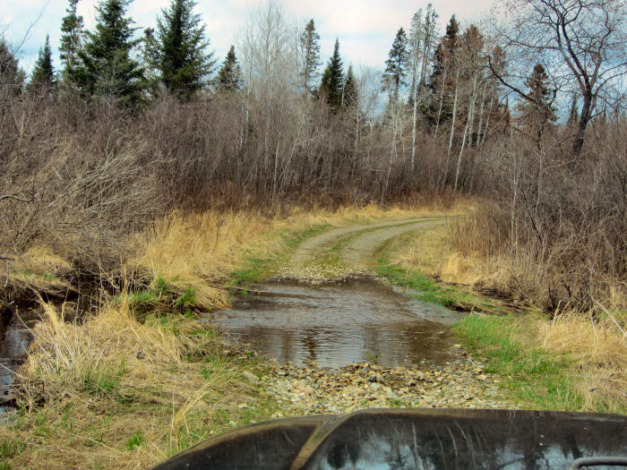 Heading into fiddlehead country Spring in the Maine woods