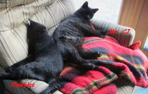 The Cat Boys, cat, kitten, cats, kittens, dry cat food, wet cat food