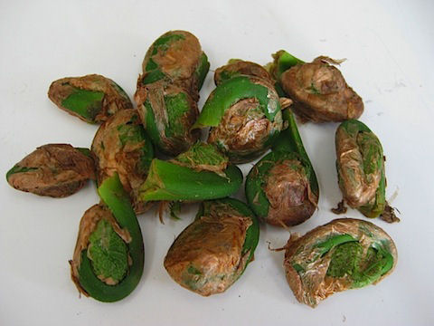 Fiddlehead ferns Fiddlehead tops, fiddlehead fern, ostrich fern, fiddleheads