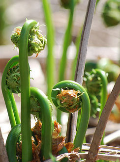 A cluster of fiddleheads as they emerge from the damp, stream-side earth.