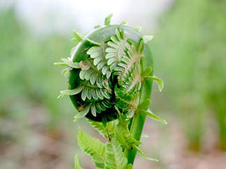 Past prime fiddlehead Fiddlehead fern. fiddleheads, how to cook fiddleheads, fiddlehead recipes