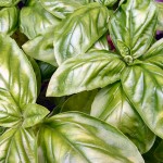 Fresh Basil growing in garden