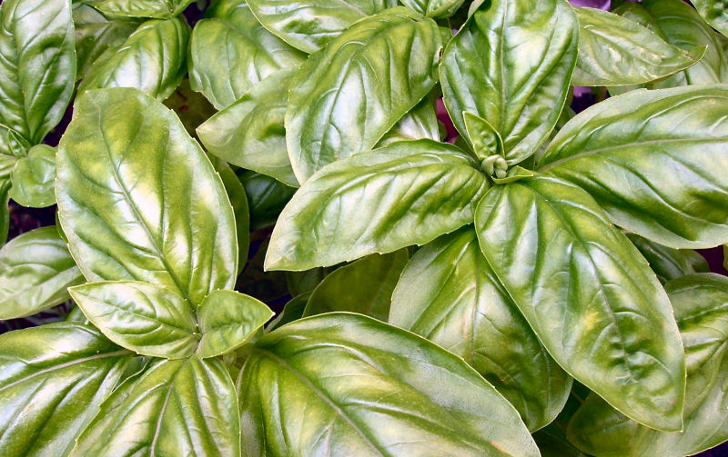 Fresh Basil for my Homemade Basil Pesto Recipe growing in my garden