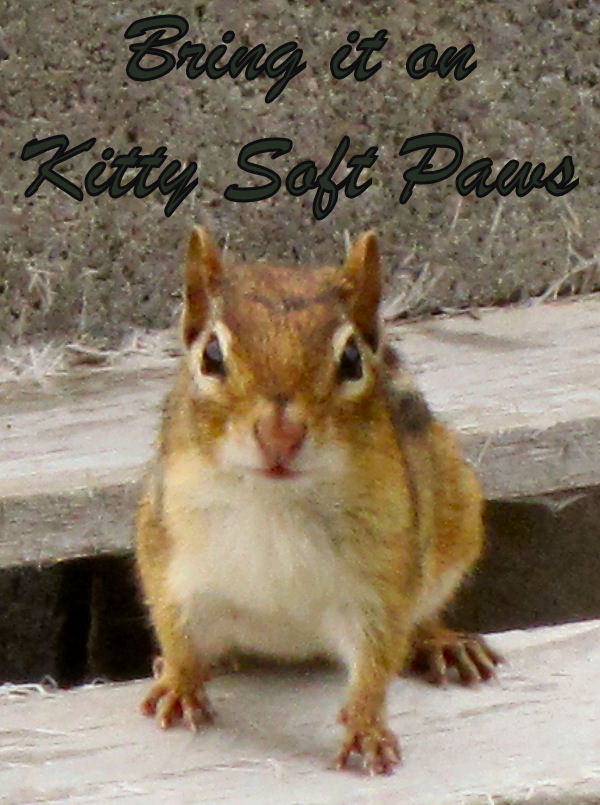 Bold Chipmunk staring down cat