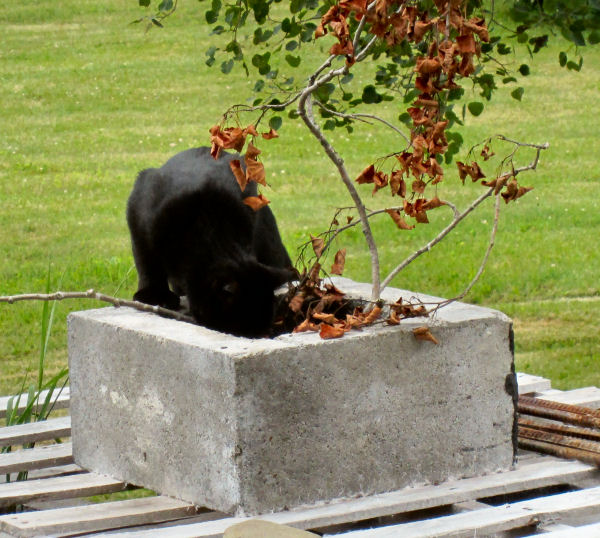 Hey chipster Helloooooo down there!
