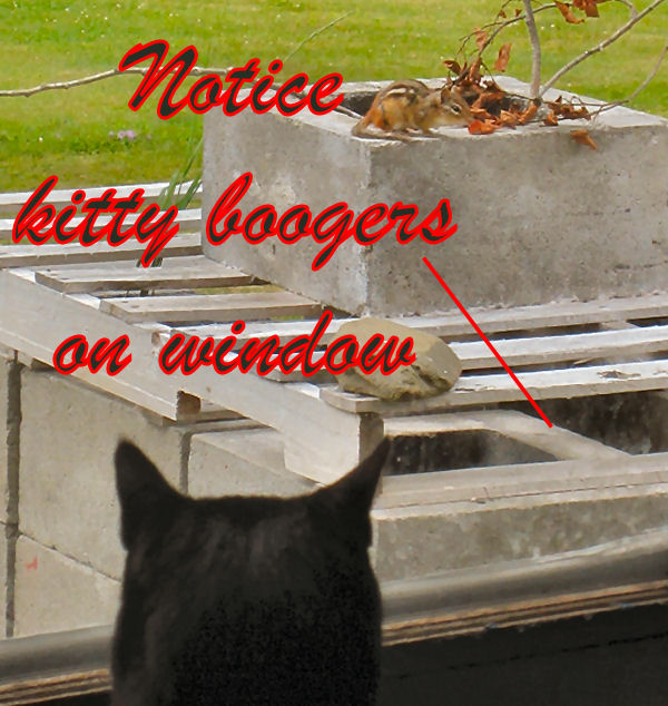Kitty Boogers Chips and Chuckles