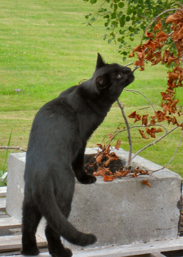 You in there Chips I smell a chipmunk