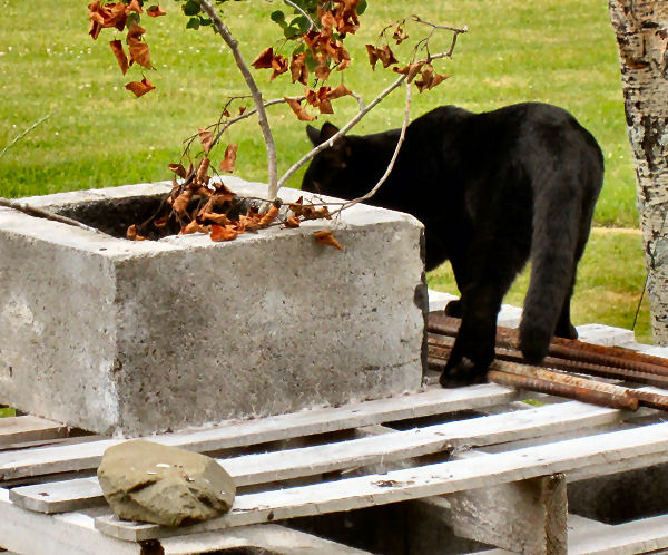 peek a boo Hunting for Chipmunk