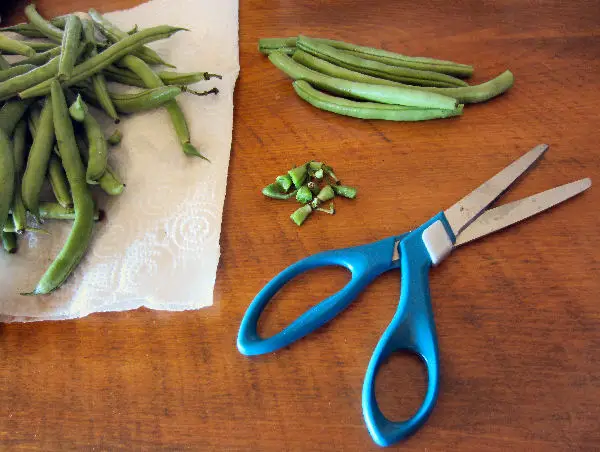 snip and cut green beans to length for canning using our dilly bean recipe