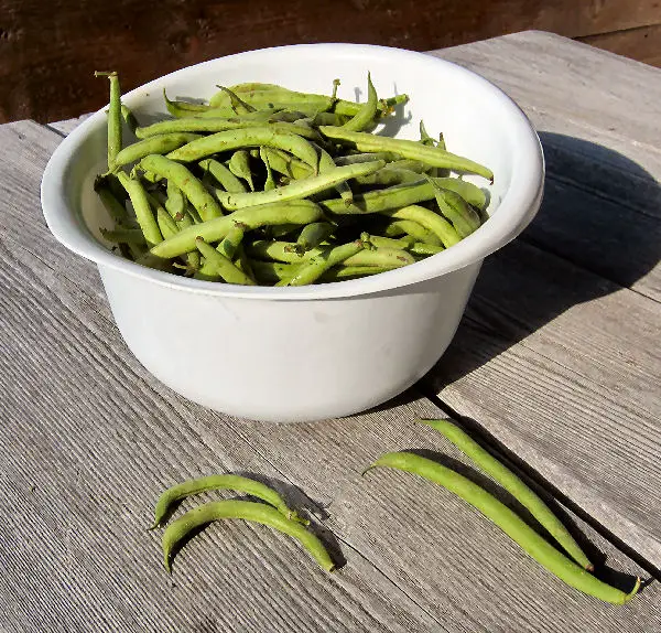  Bowl of Fresh green beans ready to be processed into dilly beans uaing the water bath canning method