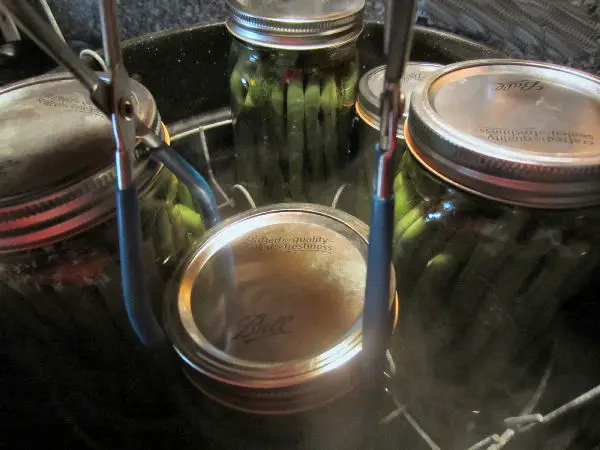Removing canned dilly beans during the water bath canning tutorial on how to can green beans
