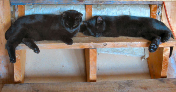 Cats, cat, kitten, fresh step cat litteres black cat