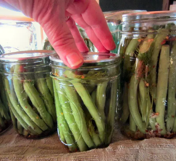 Placing canning jar lid on jar filled with green beans, herbs, and brine in the process of making dilly beans using the water bath canning method.
