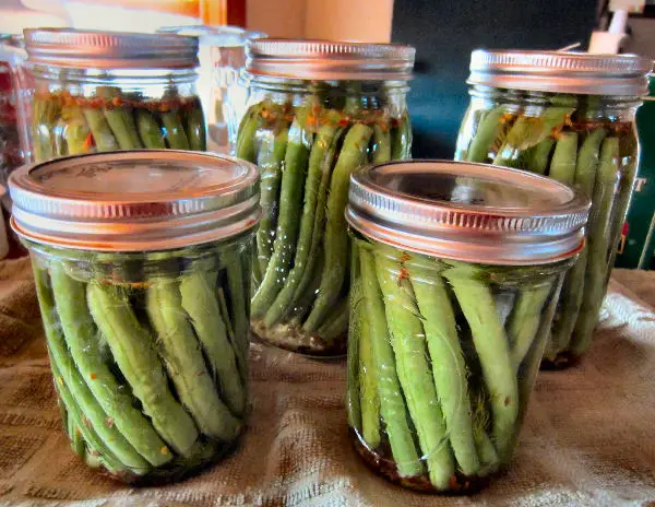 Canning jars filled with dilly beans Ready for water bath canning
