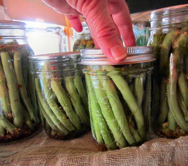 Canning jar band being sgrewed on canning jar to hold lid in place during the water bath canning method to make dilly bean recipe.