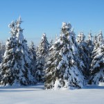 Snow laden spruce trees near Mount Katahdin in Sherman Mills, Maine