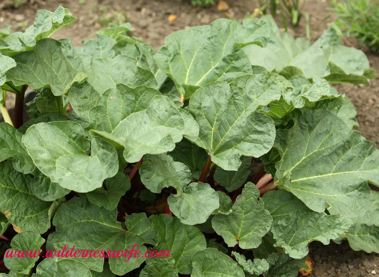 I grow my own in rhubarb to use in all my rhubarb recipes.