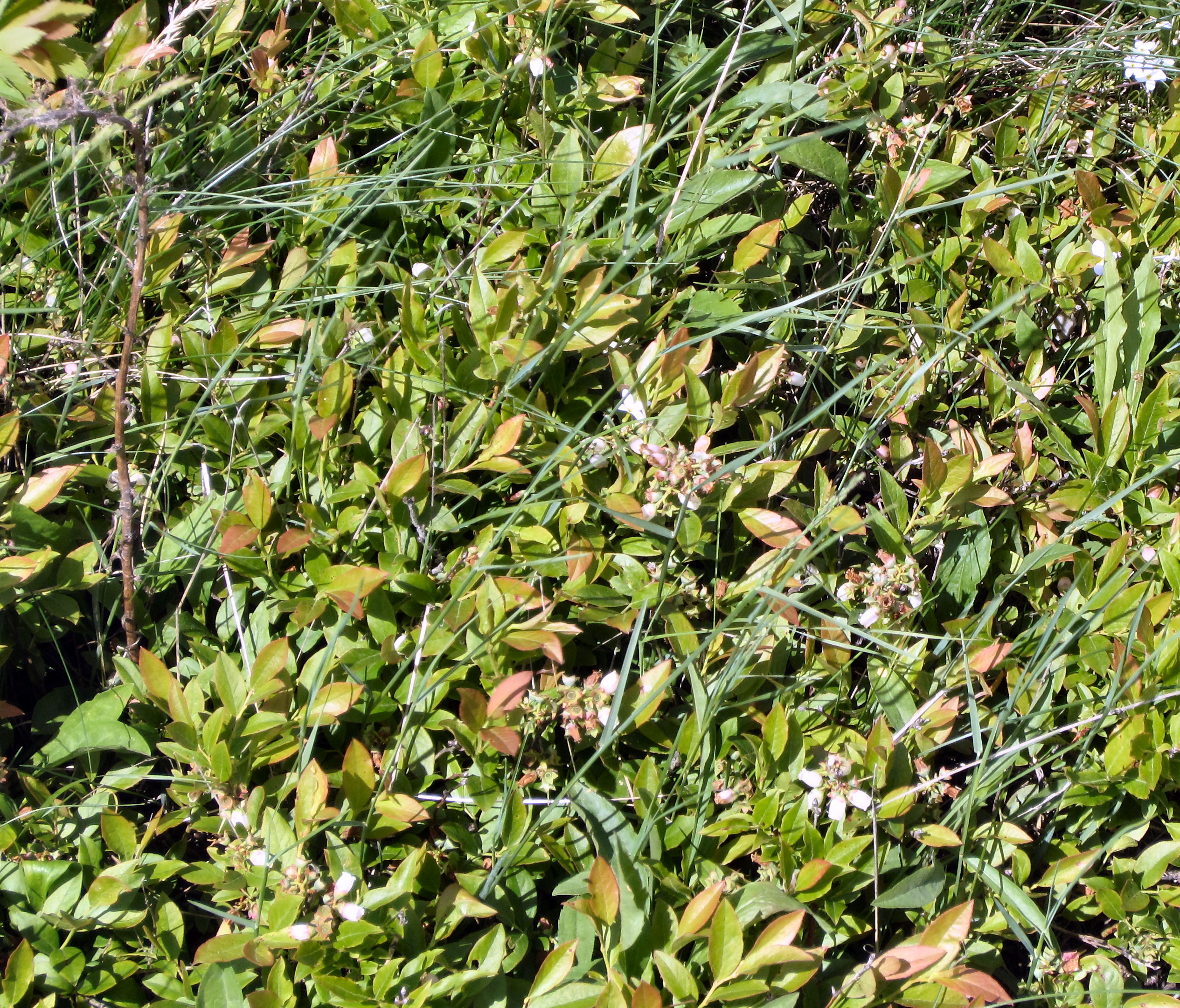 Blueberry plants blossoming in June in Washington County, Maine Ripley-trip-b-barrens-3