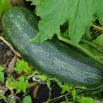 This monster zucchini hiding under the leaves in your garden will make the best relish you have ever tasted using our relish recipe!