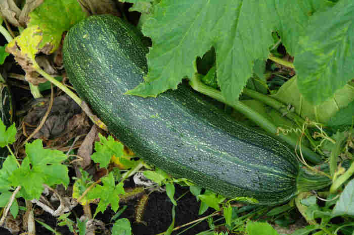 Zucchini squash growing in the garden just about to be picked to use in the preparing of Zucchini Italiano Casserole Recipe, my favorite zuchini redipe
