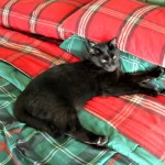 Chuckles the Cat