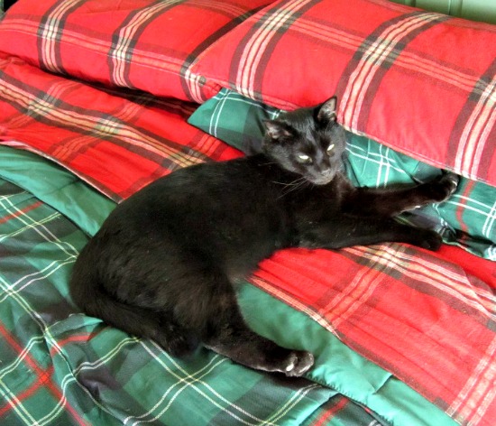 Chuckles the Cat