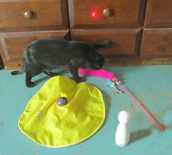 cat toy, cats toys, pet toys