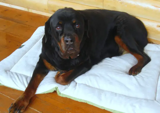 A face only a mother could love!  Spirit is enjoying her new comfy Tall Tails® dog bed on the back porch.  She can be comfy and be with the family.  She's loving it!!!