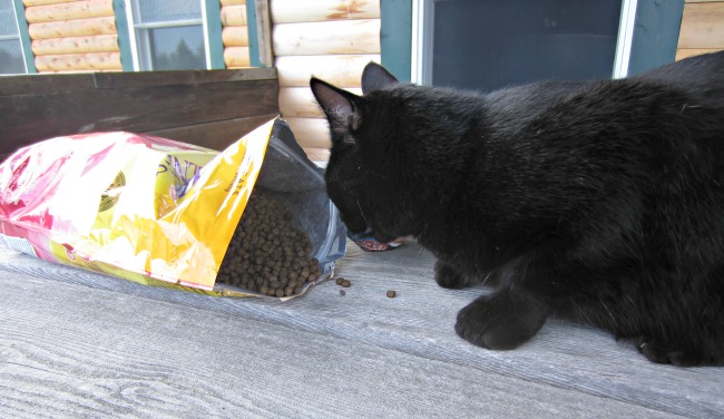 Oh wow! He likes it! Chuckles the Cat eating something that is healthy and nutritional! Another score for Wellness Pet Foods!!!!!!