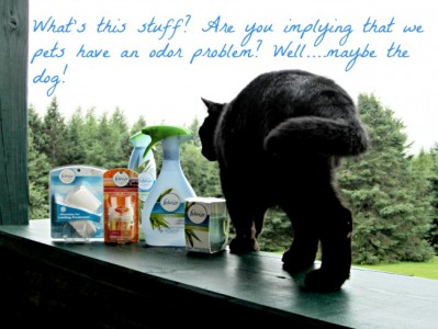 dog odor, cat odor, litter box odor