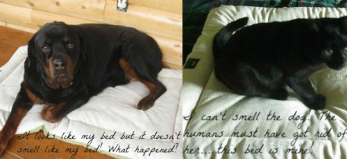 pet odors, Febreeze for pets