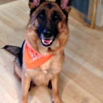 German Shepherd, tracking dog, search and rescue dog