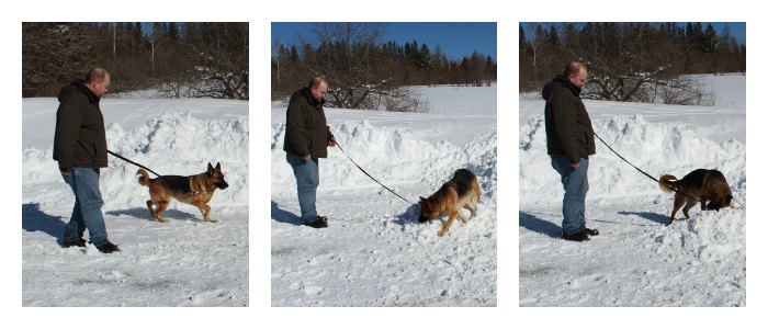 Tracking, German Shepherd, Search and Rescue Dog