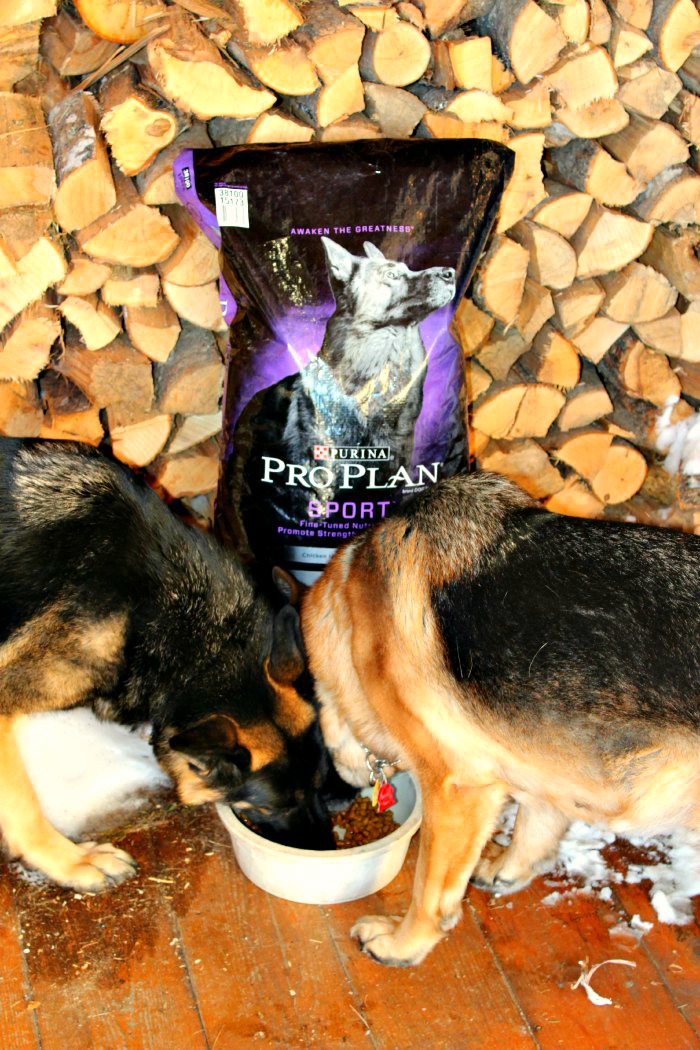 Purina Pro Plan, German Shepherd Dog, PetSmart