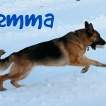 German Shepherd Dog, #ProPlanSmart