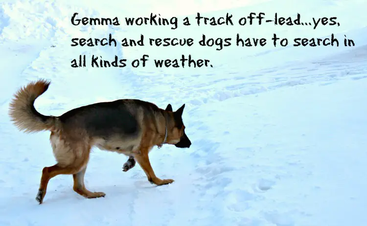 Gemma's Whistle GPS Dog Tracker helps us keep track of her when she is out on a search and rescue track.