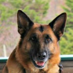 German shepherd, puppyhood, purina