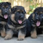 feeding German Shepherd puppies, dog food for puppiespuppy, puppies, German Shepherd puppies
