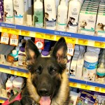 Bayer ExpertCare, PetSmart, Skin Care for dogs, grooming for dogs, quality care, specially formulated for dogs