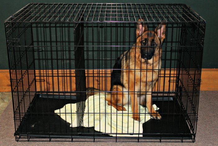 German Shepherd, dog crate, Purina One