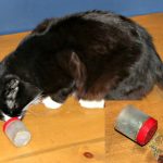 catnip-rollaround-toy