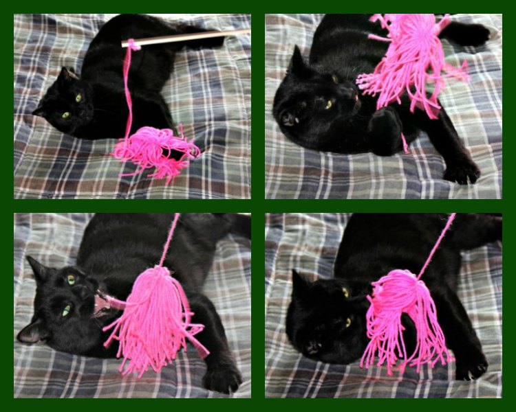 chuckles-playing-9Lives