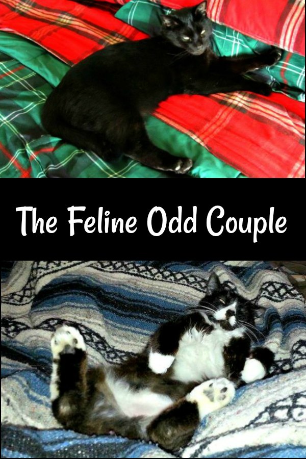 2 cats who are very different but love their 9Lives®