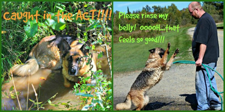 Thank goodness the Whistle GPS Dog Tracker is waterproof! This German Shepherd loves her water.