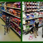 I use the Whistle GPS Dog Tracker on my mobility service dog, Malibu.