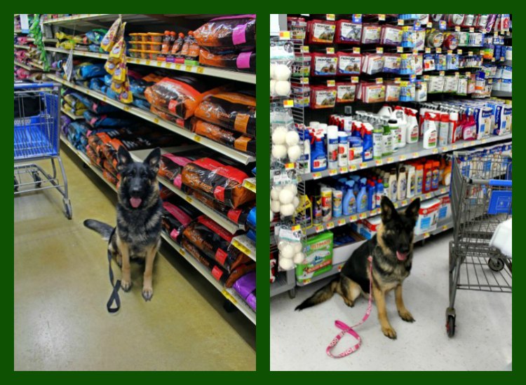 I use the Whistle GPS Dog Tracker on my mobility service dog, Malibu.