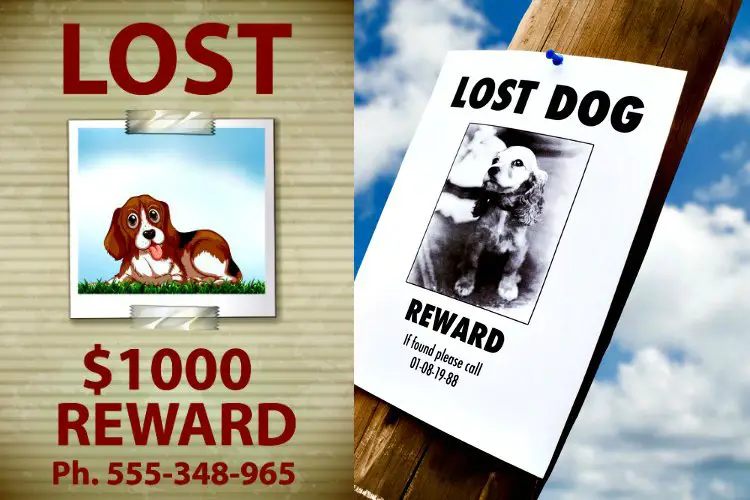 Get a Whistle GPS Dog Tracker so you don't have to put up Lost Pet posters like these.